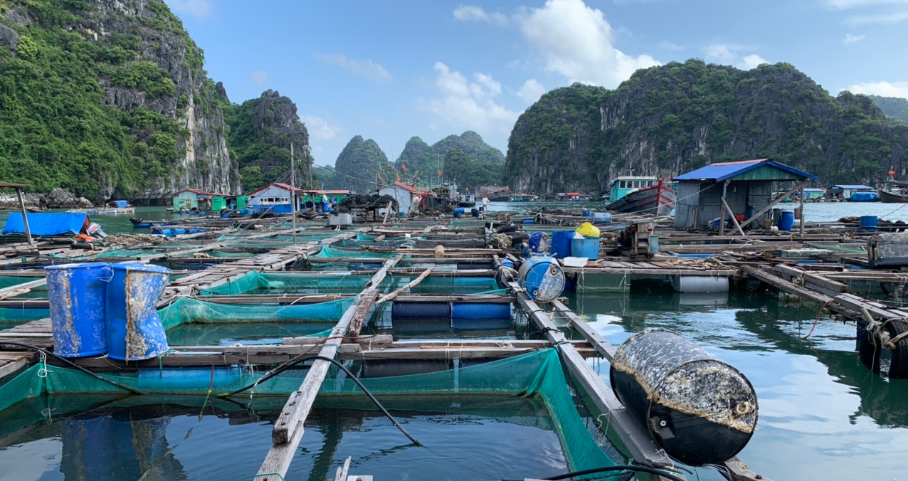 USI Supports for the Preservation of Cát Bà Island’s Biodiversity and the Transition of Aquaculture Farmers